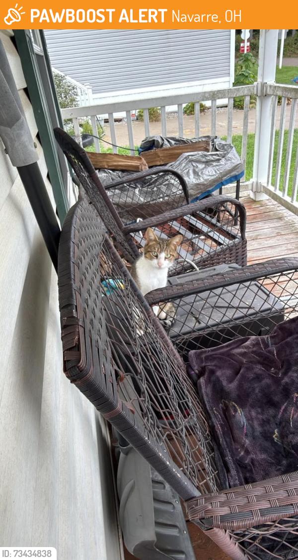 Found/Stray Male Cat last seen Valley Dr SW, Navarre, OH 44662