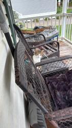 Found/Stray Male Cat last seen Valley Dr SW, Navarre, OH 44662