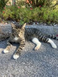 Reunited Male Cat last seen Gann store rd, Chattanooga, TN 37343