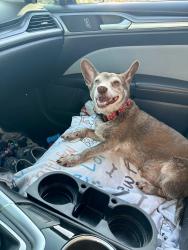 Lost Male Dog last seen Near cypress creek Gardens, Cedar Park, TX 78613