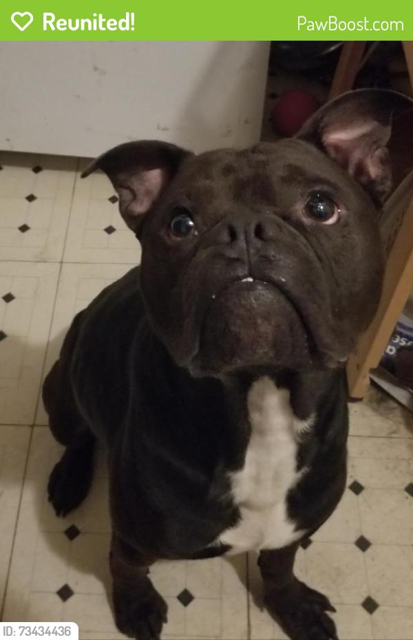 Reunited Male Dog last seen Peden and taft, Houston, TX 77006