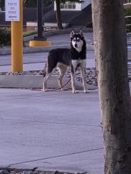 Found/Stray Female Dog last seen North shore Dr, Knoxville, TN 37922