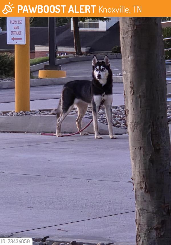 Found/Stray Female Dog last seen North shore Dr, Knoxville, TN 37922