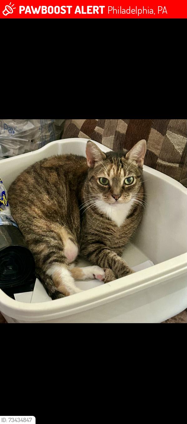 Lost Female Cat last seen Ann streetl, Philadelphia, PA 19134