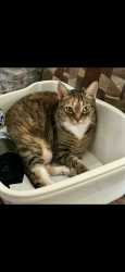 Lost Female Cat last seen Ann streetl, Philadelphia, PA 19134