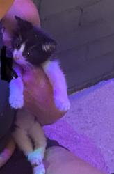 Lost Male Cat last seen Briggs rd and Demorest rd, Franklin County, OH 43204