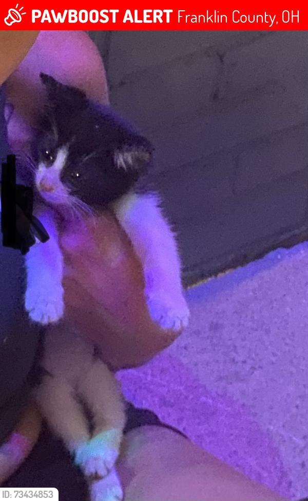Lost Male Cat last seen Briggs rd and Demorest rd, Franklin County, OH 43204
