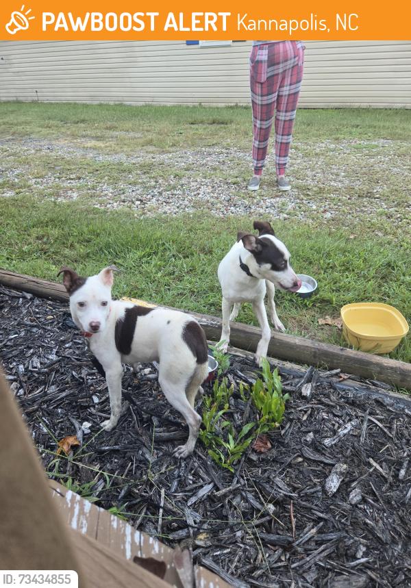 Found/Stray Unknown Dog last seen Brantley Rd, Kannapolis, NC 28083