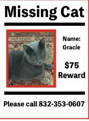 Lost Female Cat last seen El Dorado Blvd, Friendswood, TX 77546