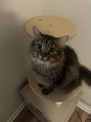 Reunited Male Cat last seen Near Howell St, Chapel Hill, NC 27514