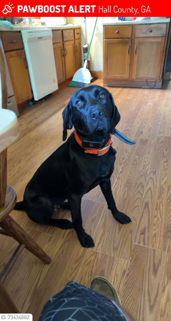 Lost Female Dog last seen Ben Lee Road and Will Wheeler Road, Hall County, GA 30564