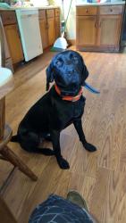 Lost Female Dog last seen Ben Lee Road and Will Wheeler Road, Hall County, GA 30564