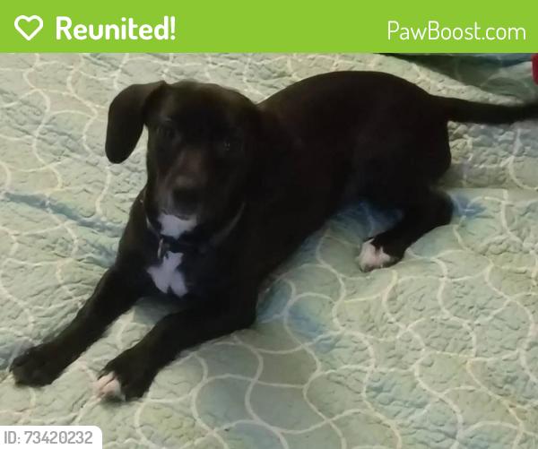 Reunited Female Dog last seen Texas city highschool, Texas City, TX 77590