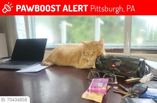 Lost Male Cat last seen 4221harpen rdPittsburgh pa 15214, Pittsburgh, PA 15214