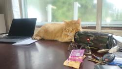 Lost Male Cat last seen 4221harpen rdPittsburgh pa 15214, Pittsburgh, PA 15214