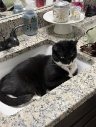 Reunited Female Cat last seen Summerlyn Dr and Ridge td, Paulding County, GA 30141