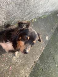 Lost Female Dog last seen Rua Jaime Pantaleão de Moraes 218, Volta Grande, RJ 27210-120