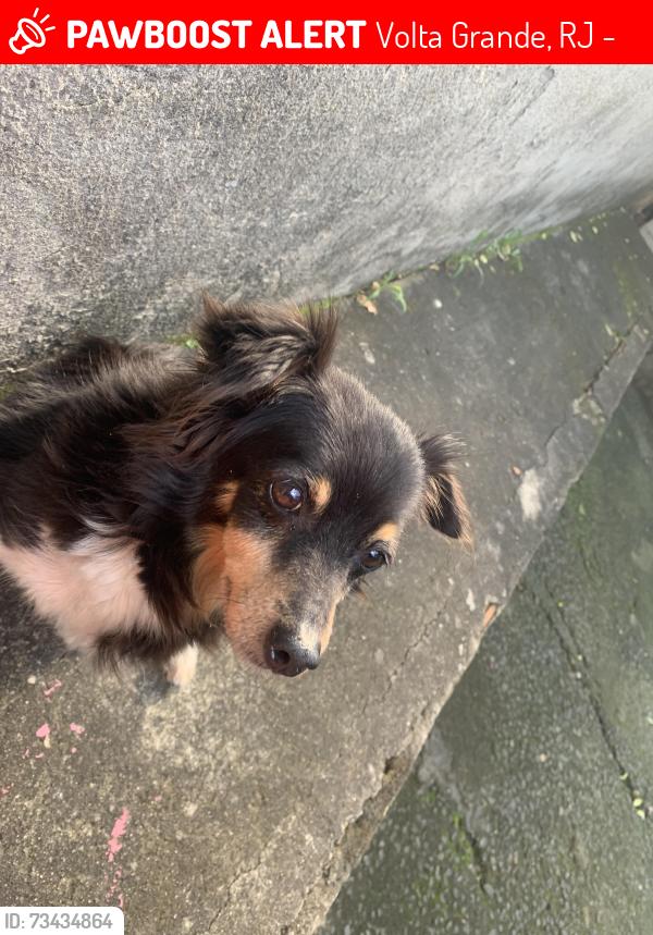 Lost Female Dog last seen Rua Jaime Pantaleão de Moraes 218, Volta Grande, RJ 27210-120
