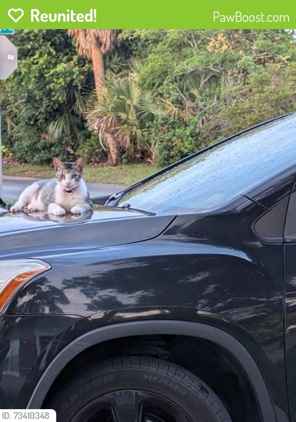 Reunited Male Cat last seen Alton Ave and Santee St. 32804, Orlando, FL 32804