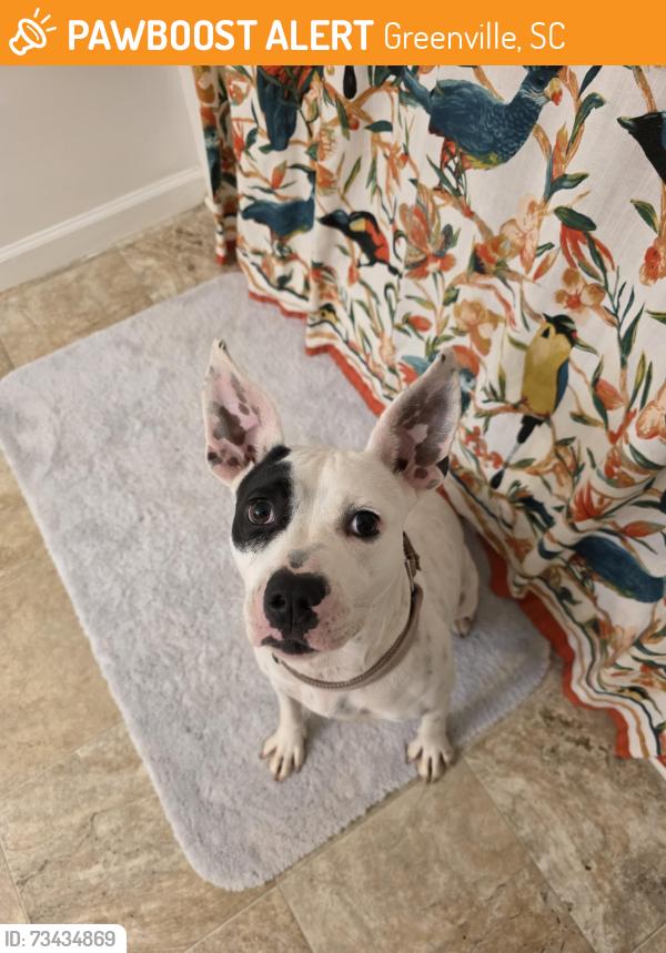 Found/Stray Female Dog last seen N Pleasantburg drive and Eisenhower drive, Greenville, SC 29607