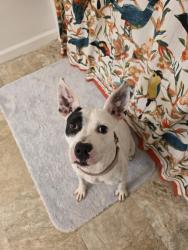 Found/Stray Female Dog last seen N Pleasantburg drive and Eisenhower drive, Greenville, SC 29607