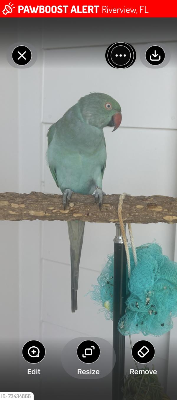 Lost Female Bird last seen Hillcroft dr, Riverview, FL 33578