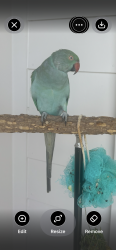 Lost Female Bird last seen Hillcroft dr, Riverview, FL 33578
