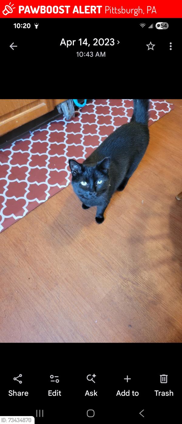 Lost Female Cat last seen Philadelphia Avenue close to Beverly/LaSalle and Crosby Avenue, Pittsburgh, PA 15216