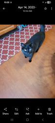 Lost Female Cat last seen Philadelphia Avenue close to Beverly/LaSalle and Crosby Avenue, Pittsburgh, PA 15216