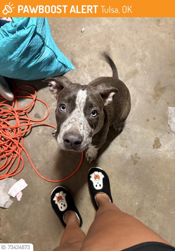 Found/Stray Unknown Dog last seen In the neighborhood behind apache manor, xyler st., Tulsa, OK 74115