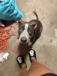 Found/Stray Unknown Dog last seen In the neighborhood behind apache manor, xyler st., Tulsa, OK 74115