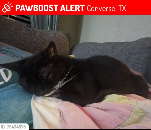 Lost Female Cat last seen Shuman Road and Lone Shadow Drive, Converse, TX 78109