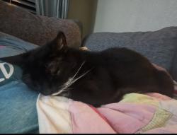 Lost Female Cat last seen Shuman Road and Lone Shadow Drive, Converse, TX 78109