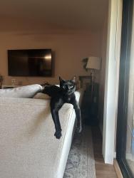 Reunited Female Cat last seen Chiquita and Trafalgar near Trafalgar Middle School, Cape Coral, FL 33991