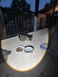 Found/Stray Female Cat last seen Near Roszell St, San Antonio, TX 78217