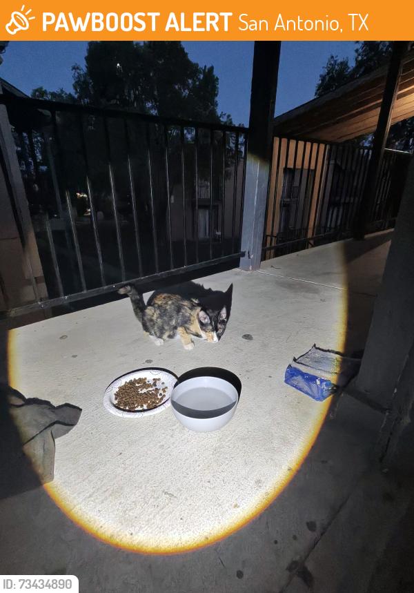 Found/Stray Female Cat last seen Near Roszell St, San Antonio, TX 78217