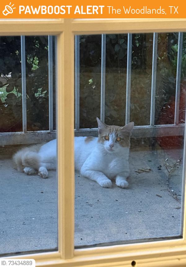 Found/Stray Unknown Cat last seen They are hanging out on my porch, The Woodlands, TX 77384