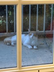 Found/Stray Unknown Cat last seen They are hanging out on my porch, The Woodlands, TX 77384