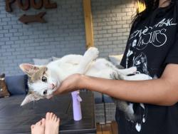 Lost Male Cat last seen Taylor and Skewlee, Thonotosassa, FL 33592