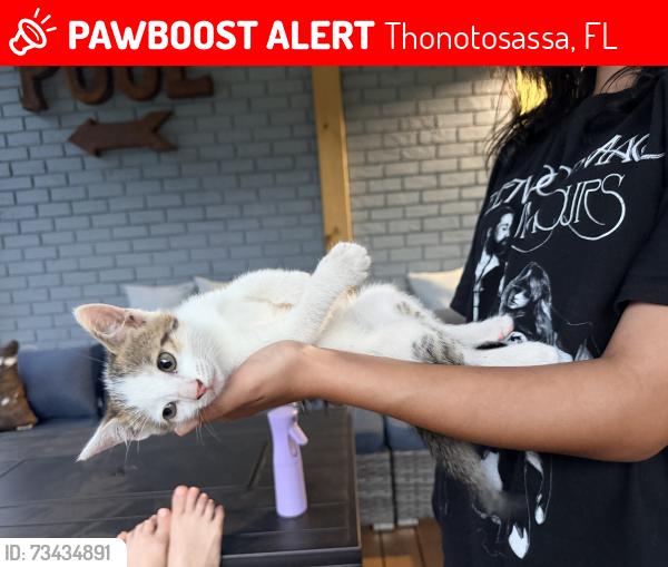 Lost Male Cat last seen Taylor and Skewlee, Thonotosassa, FL 33592