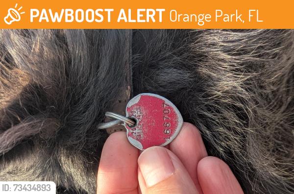 Found/Stray Unknown Dog last seen In front of Trulieve Orange Park Dispensary, Orange Park, FL 32073