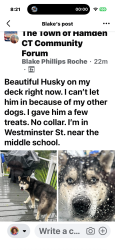 Found/Stray Male Dog last seen Middle School, Hamden, CT 06518