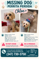 Lost Female Dog last seen Woodside, queens, Queens, NY 11377