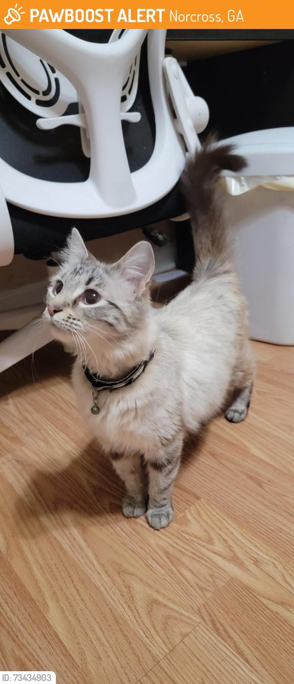 Found/Stray Unknown Cat last seen Cove Creek Circle, Norcross, GA 30071