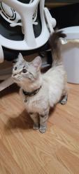 Found/Stray Unknown Cat last seen Cove Creek Circle, Norcross, GA 30071
