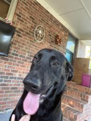 Found/Stray Male Dog last seen Rock hill road, Fayetteville, NC 28312