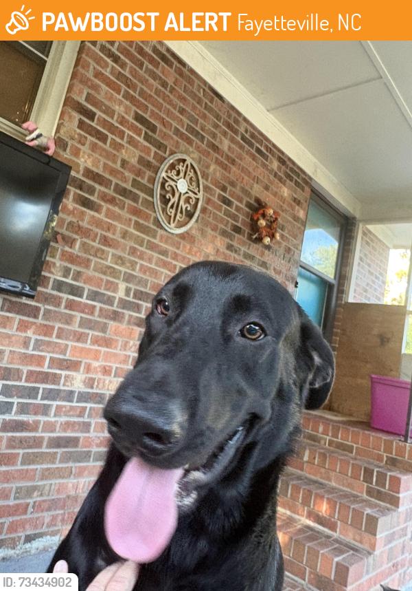 Found/Stray Male Dog last seen Rock hill road, Fayetteville, NC 28312