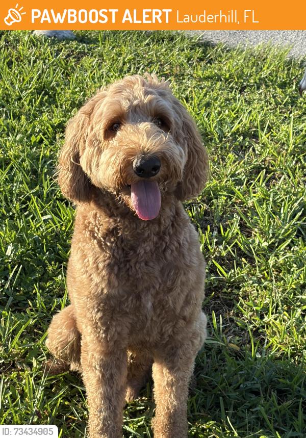 Found/Stray Male Dog last seen Inverrarry Blvd, Lauderhill, FL 33313