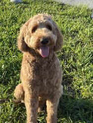 Found/Stray Male Dog last seen Inverrarry Blvd, Lauderhill, FL 33313