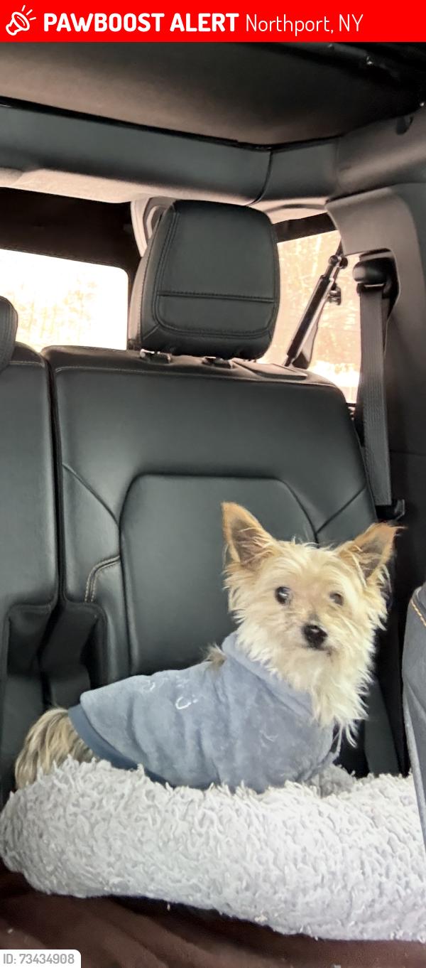 Lost Male Dog last seen Northwood rd, Northport, NY 11768